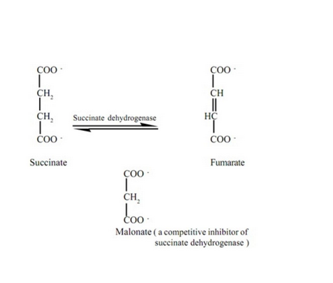 succinate dehydrogenase